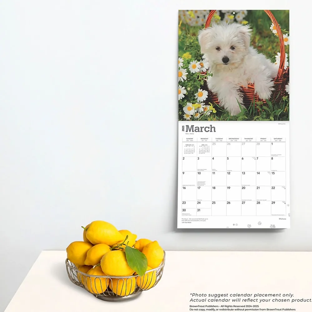 2025 Calendars|BrownTrout 2025 Maltese 12" x 12" Monthly Square Wall Calendar (9781975477400)