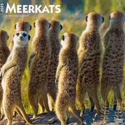 2025 Calendars|BrownTrout 2025 Meerkats 12" x 12" Monthly Square Wall Calendar (9781975475215)