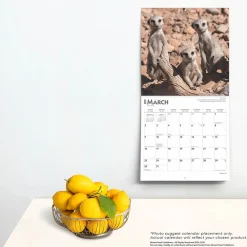 2025 Calendars|BrownTrout 2025 Meerkats 12