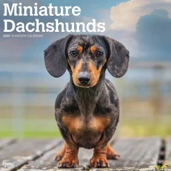2025 Calendars|BrownTrout 2025 Miniature Dachshunds 12" x 24" Monthly Square Wall Calendar, (9781975476922)