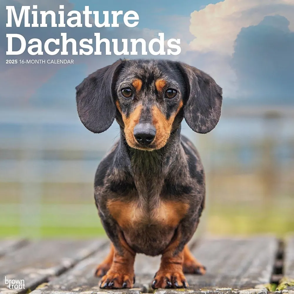 2025 Calendars|BrownTrout 2025 Miniature Dachshunds 12" x 24" Monthly Square Wall Calendar, (9781975476922)