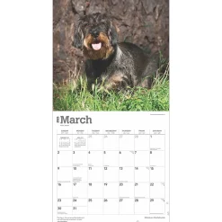 2025 Calendars|BrownTrout 2025 Miniature Dachshunds 12