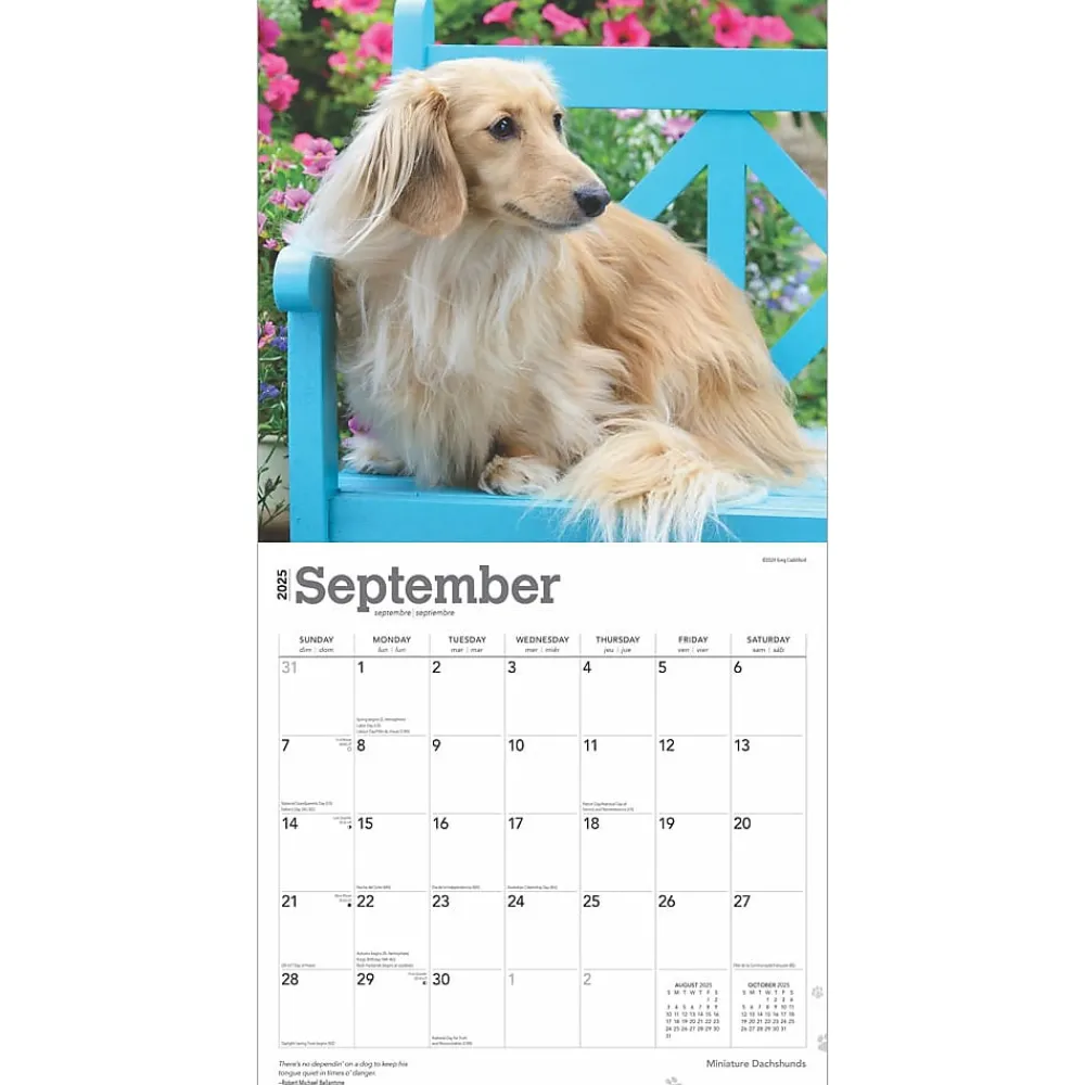 2025 Calendars|BrownTrout 2025 Miniature Dachshunds 12" x 24" Monthly Square Wall Calendar, (9781975476922)
