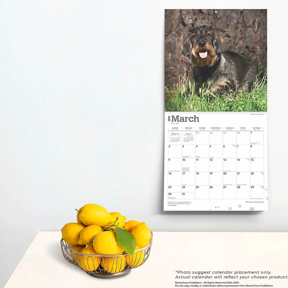 2025 Calendars|BrownTrout 2025 Miniature Dachshunds 12" x 24" Monthly Square Wall Calendar, (9781975476922)