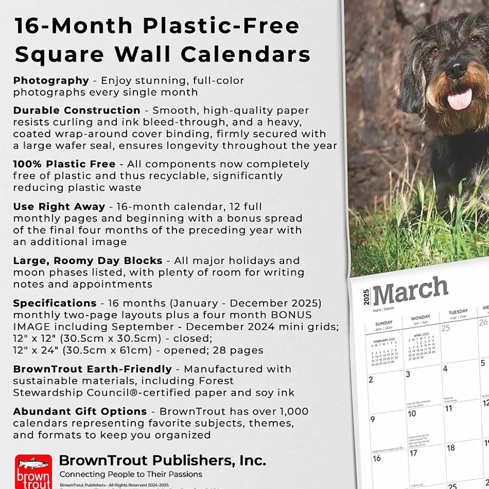 2025 Calendars|BrownTrout 2025 Miniature Dachshunds 12" x 24" Monthly Square Wall Calendar, (9781975476922)