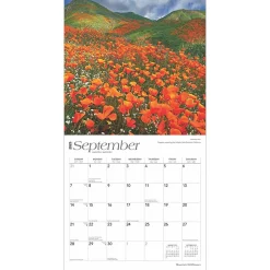 2025 Calendars|BrownTrout 2025 Mountain Wildflowers 12