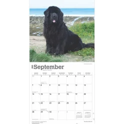 2025 Calendars|BrownTrout 2025 Newfoundlands 12