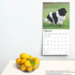 2025 Calendars|BrownTrout 2025 Newfoundlands 12