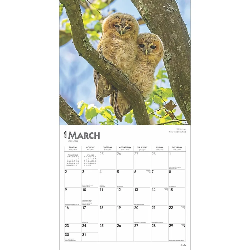 2025 Calendars|BrownTrout 2025 Owls 12" x 12" Monthly Wall Calendar (9781975477509)