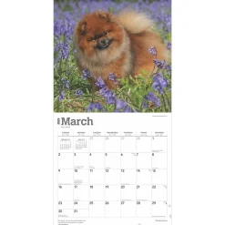 2025 Calendars|BrownTrout 2025 Pomeranians 12