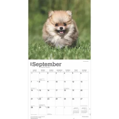 2025 Calendars|BrownTrout 2025 Pomeranians 12