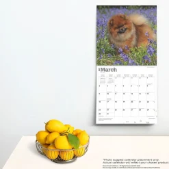 2025 Calendars|BrownTrout 2025 Pomeranians 12
