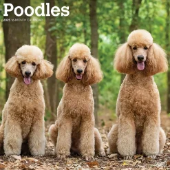 2025 Calendars|BrownTrout 2025 Poodles 12" x 12" Monthly Wall Calendar (9781975477547)