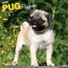 2025 Calendars|BrownTrout 2025 Pug Puppies 12" x 12" Monthly Wall Calendar (9781975477561)
