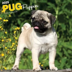 2025 Calendars|BrownTrout 2025 Pug Puppies 12" x 12" Monthly Wall Calendar (9781975477561)