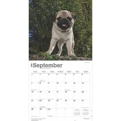 2025 Calendars|BrownTrout 2025 Pug Puppies 12