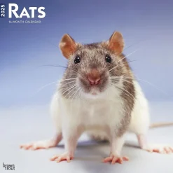 2025 Calendars|BrownTrout 2025 Rats 12" x 12" Monthly Wall Calendar (9781975477615)