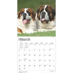 2025 Calendars|BrownTrout 2025 Saint Bernards 12