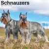 2025 Calendars|BrownTrout 2025 Schnauzers 12" x 24" Monthly Square Wall Calendar (9781975477677)