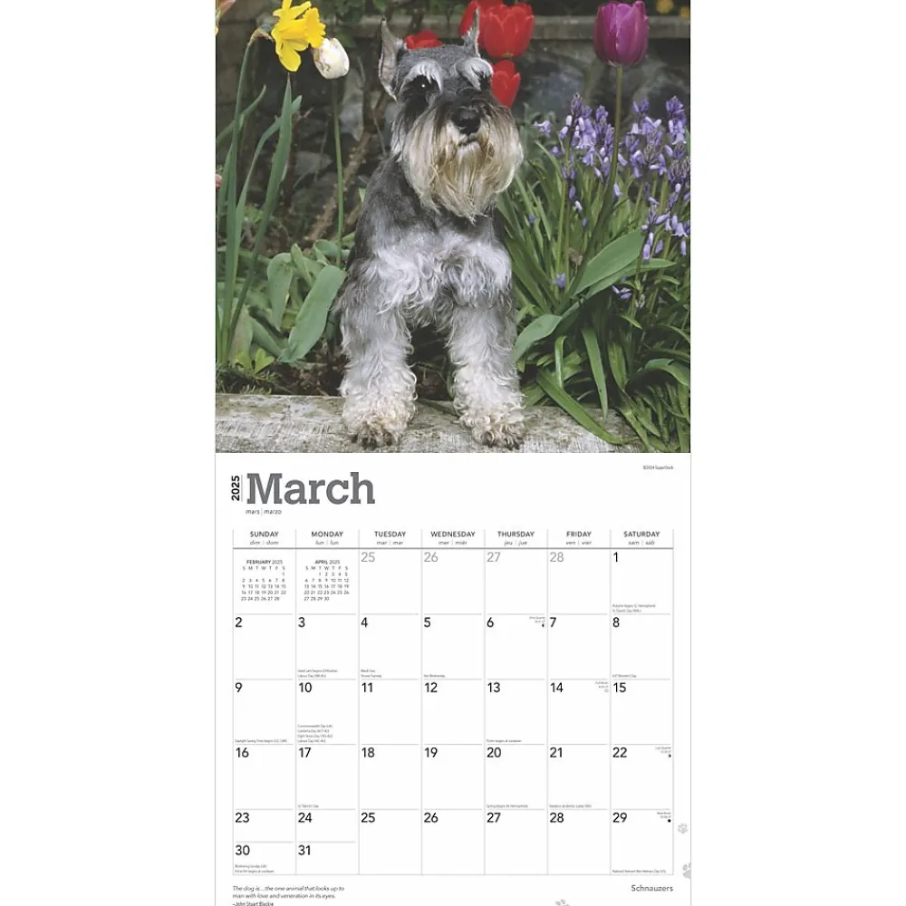 2025 Calendars|BrownTrout 2025 Schnauzers 12" x 24" Monthly Square Wall Calendar (9781975477677)
