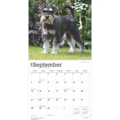 2025 Calendars|BrownTrout 2025 Schnauzers 12