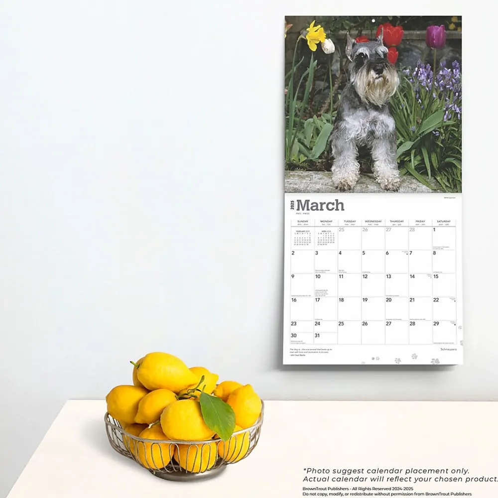 2025 Calendars|BrownTrout 2025 Schnauzers 12" x 24" Monthly Square Wall Calendar (9781975477677)