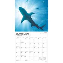 2025 Calendars|BrownTrout 2025 Sharks 12
