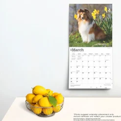 2025 Calendars|BrownTrout 2025 Shetland Sheepdogs 12