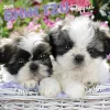 2025 Calendars|BrownTrout 2025 Shih Tzu Puppies 12" x 24" Monthly Square Wall Calendar, (9781975477752)