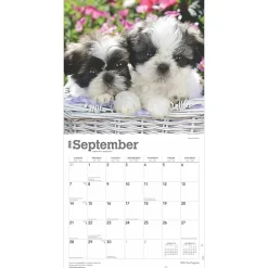 2025 Calendars|BrownTrout 2025 Shih Tzu Puppies 12