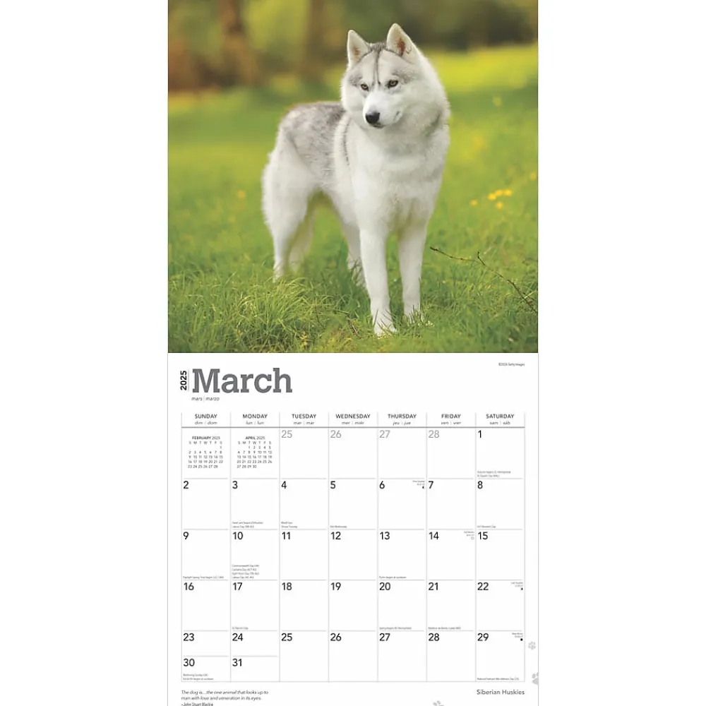 2025 Calendars|BrownTrout 2025 Siberian Huskies 12" x 24" Monthly Square Wall Calendar (9781975477776)
