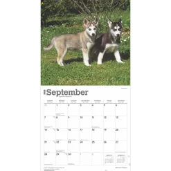 2025 Calendars|BrownTrout 2025 Siberian Huskies 12