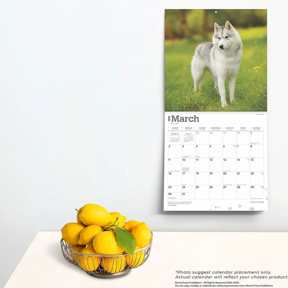 2025 Calendars|BrownTrout 2025 Siberian Huskies 12" x 24" Monthly Square Wall Calendar (9781975477776)