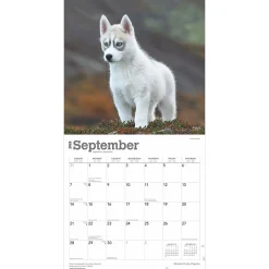 2025 Calendars|BrownTrout 2025 Siberian Husky Puppies 12