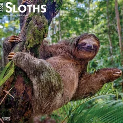 2025 Calendars|BrownTrout 2025 Sloths 12" x 12" Monthly Square Wall Calendar (9781975475703)