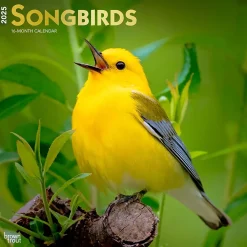 2025 Calendars|BrownTrout 2025 Songbirds 12" x 12" Monthly Square Wall Calendar (9781975477806)