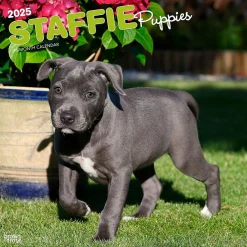 2025 Calendars|BrownTrout 2025 Staffordshire Bull Terriers Puppies 12" x 12" Monthly Square Wall Calendar (9781975475741)