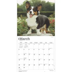 2025 Calendars|BrownTrout 2025 Welsh Corgis 12