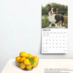 2025 Calendars|BrownTrout 2025 Welsh Corgis 12