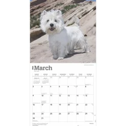 2025 Calendars|BrownTrout 2025 West Highland White Terriers 12