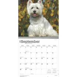 2025 Calendars|BrownTrout 2025 West Highland White Terriers 12