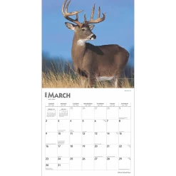 2025 Calendars|BrownTrout 2025 White Tailed Deer 12
