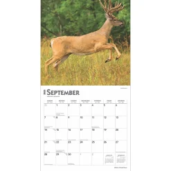 2025 Calendars|BrownTrout 2025 White Tailed Deer 12