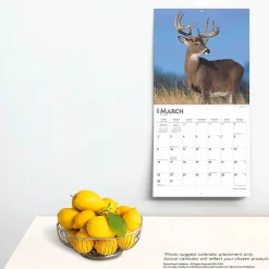 2025 Calendars|BrownTrout 2025 White Tailed Deer 12