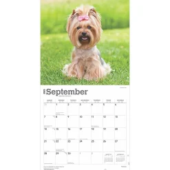 2025 Calendars|BrownTrout 2025 Yorkshire Terriers 12