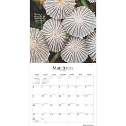 2025 Calendars|Brush Dance 2025 Magic Mushrooms 12