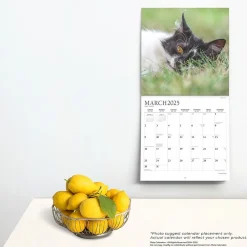 2025 Calendars|Plato 2025 I Love Cats 12