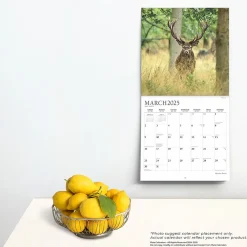 2025 Calendars|BrownTrout 2025 Plato Monster Bucks 12