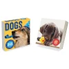 2025 Calendars|TF Publishing 2025 Dog A Day 5.25" x 5.25" Day-to-Day Calendar (25-3008)