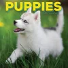 2025 Calendars|TF Publishing 2025 Puppies 12" x 12" Monthly Wall Calendar (25-1025)